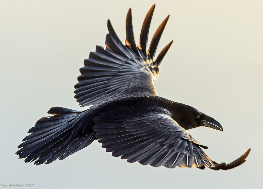Elijah's Raven in Flight